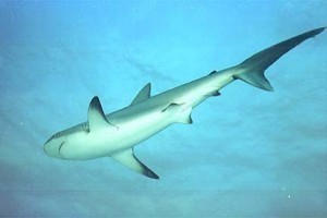 How Small is the Smallest Shark?
