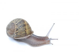 Snail Sizes