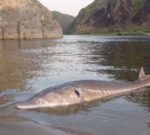 Sturgeon Sizes