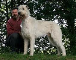 Tallest Dog Breed