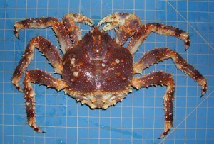 How Big is The Biggest King Crab?