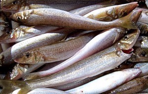 What is the Size of a Whiting?