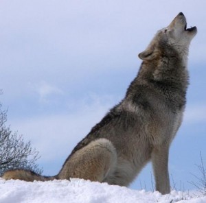 What is the Size of a Wolf Pack Territory?