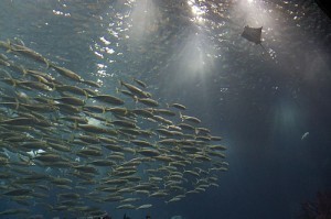 Worlds Biggest Aquarium Fish