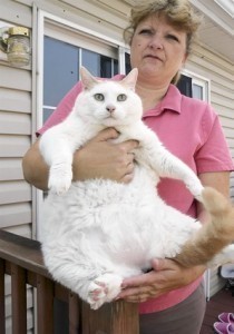 Worlds Biggest Cat