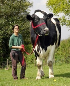 Worlds Biggest Cow