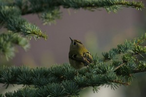 Worlds Smallest Bird