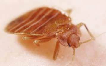 How Big Are Bed Bugs?