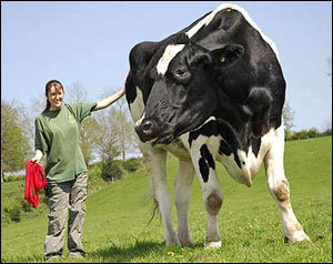 Biggest Cow