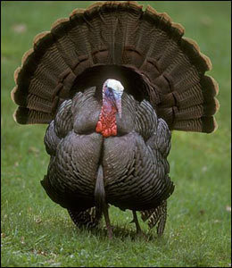 Biggest Turkey