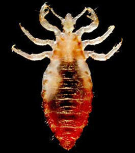 How Big are Body lice?