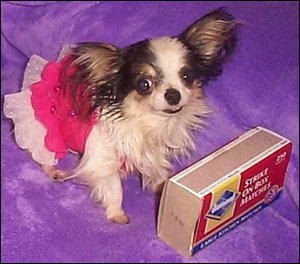 The World’s Smallest Dog