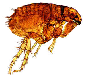 How Big is a Cat Flea?