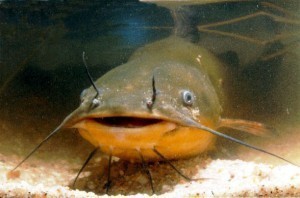 How Big is a Catfish?