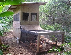 Chicken Coop Dimensions