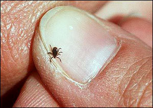 How Big is a Tick?