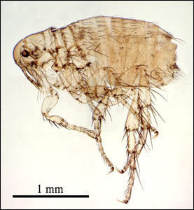 How Big is a Dog Flea?