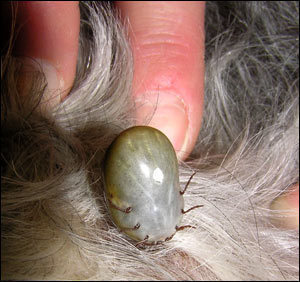 How Big is a Dog Tick?