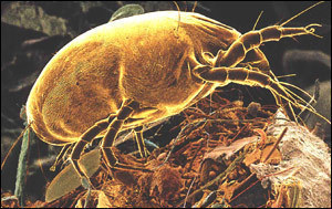 How Big are Mites?
