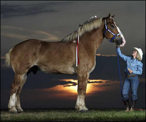 Largest Horse