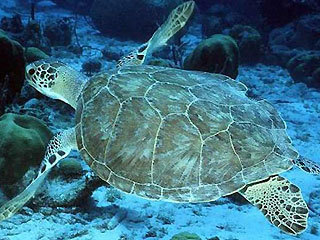 Loggerhead Sea Turtle Size