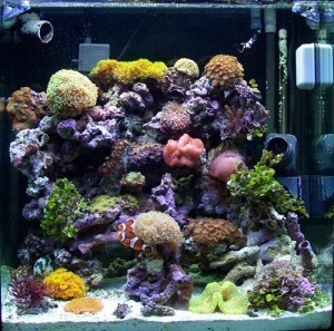 Saltwater Aquarium Dimensions