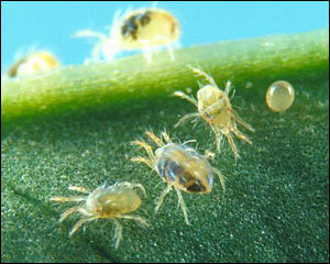 How Big are Mites on Plants?