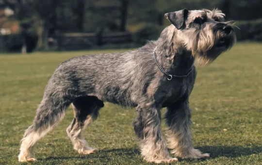What Is The Size Of A Schnauzer