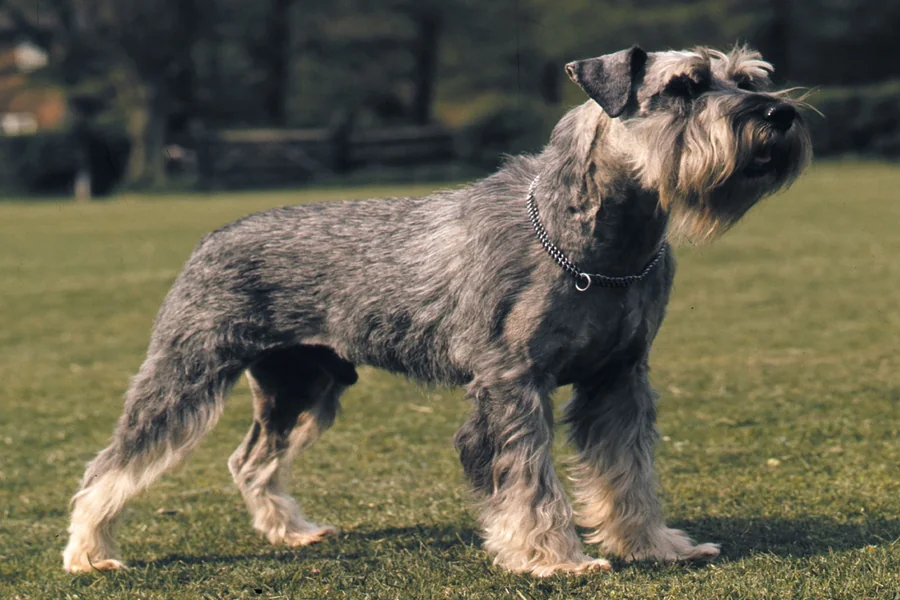 What Is The Size Of A Schnauzer